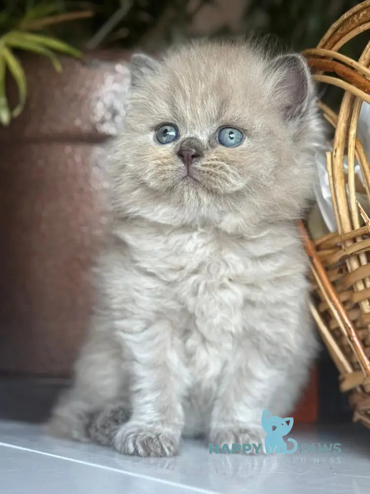 Timur Scottish Straight male blue pointed live animals