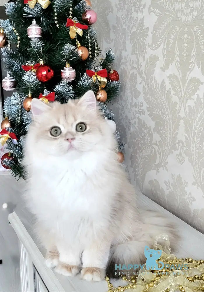 Tina British Longhair female blue golden chinchilla live animals