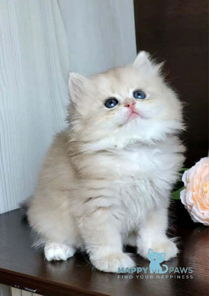 Tina British Longhair female blue golden chinchilla live animals
