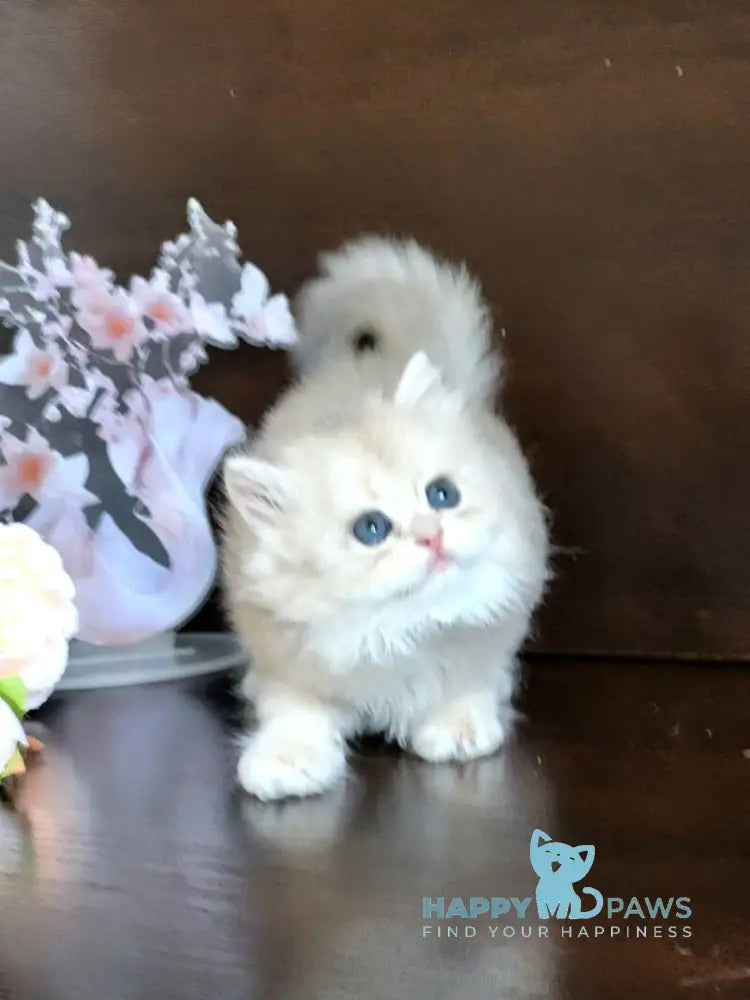 Tina British Longhair female blue golden chinchilla live animals
