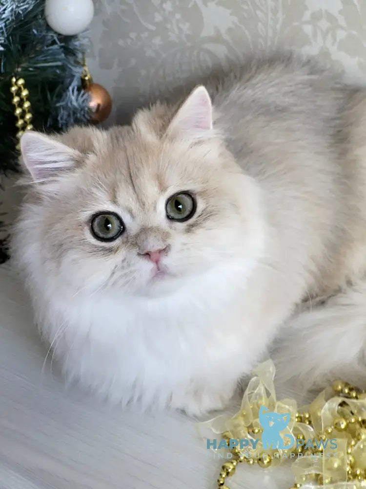 Tina British Longhair female blue golden chinchilla live animals