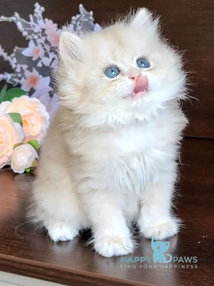 Tina British Longhair female blue golden chinchilla live animals
