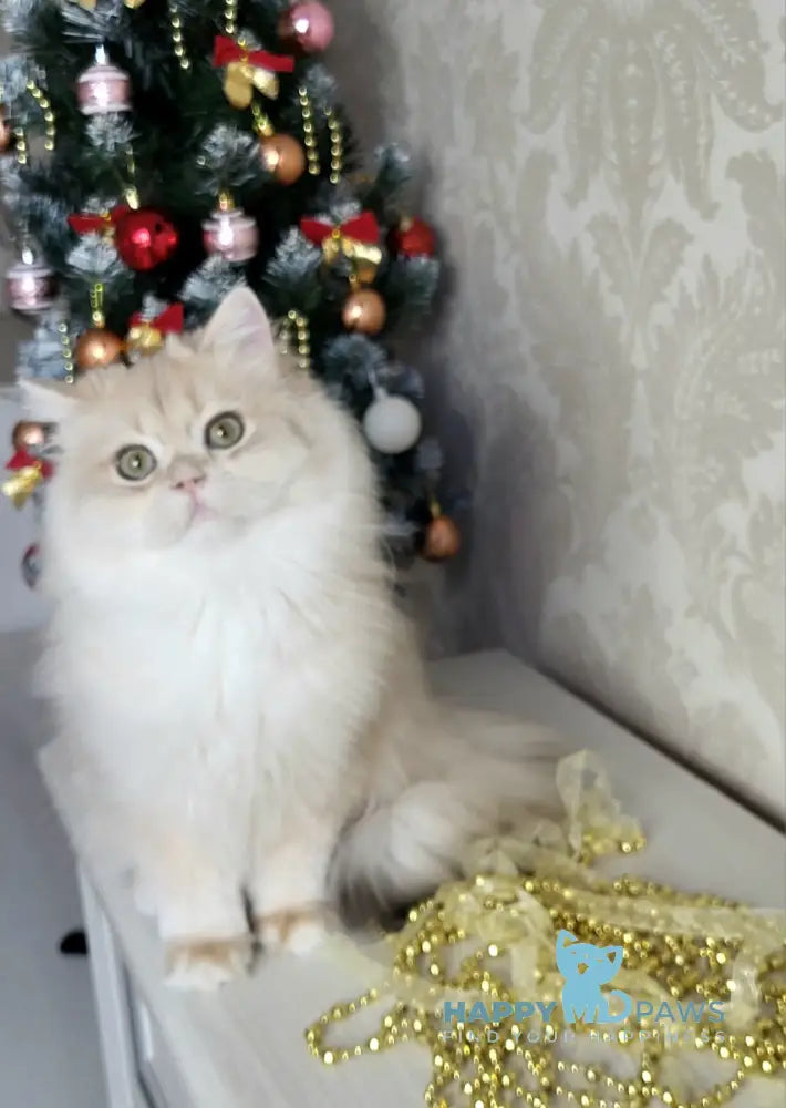 Tina British Longhair female blue golden chinchilla live animals