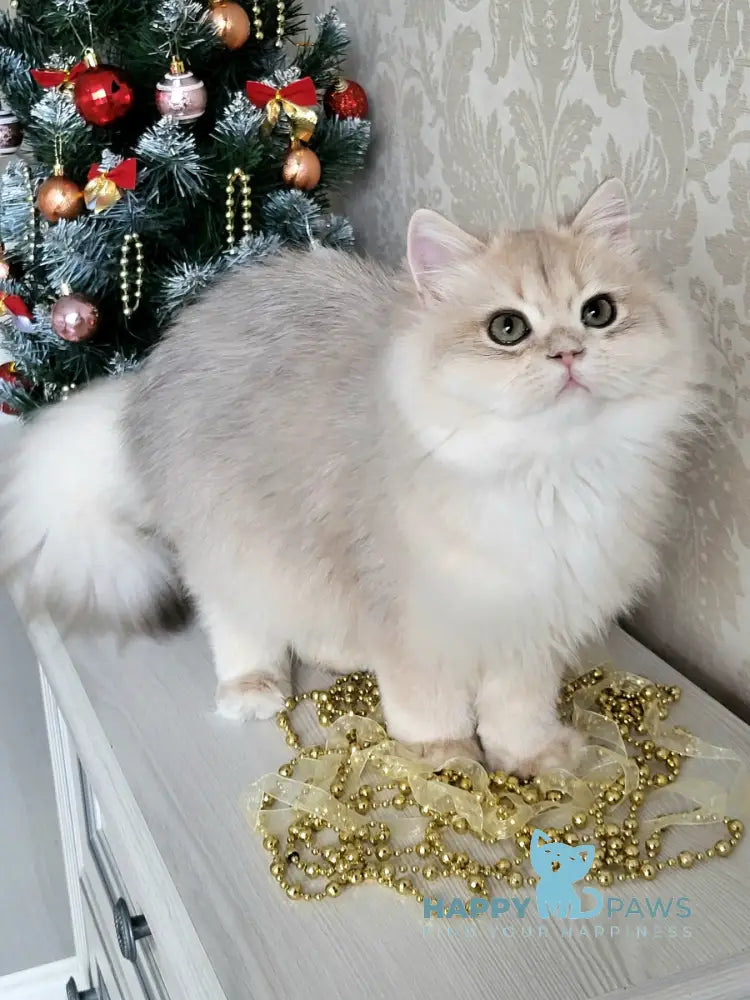 Tina British Longhair female blue golden chinchilla live animals