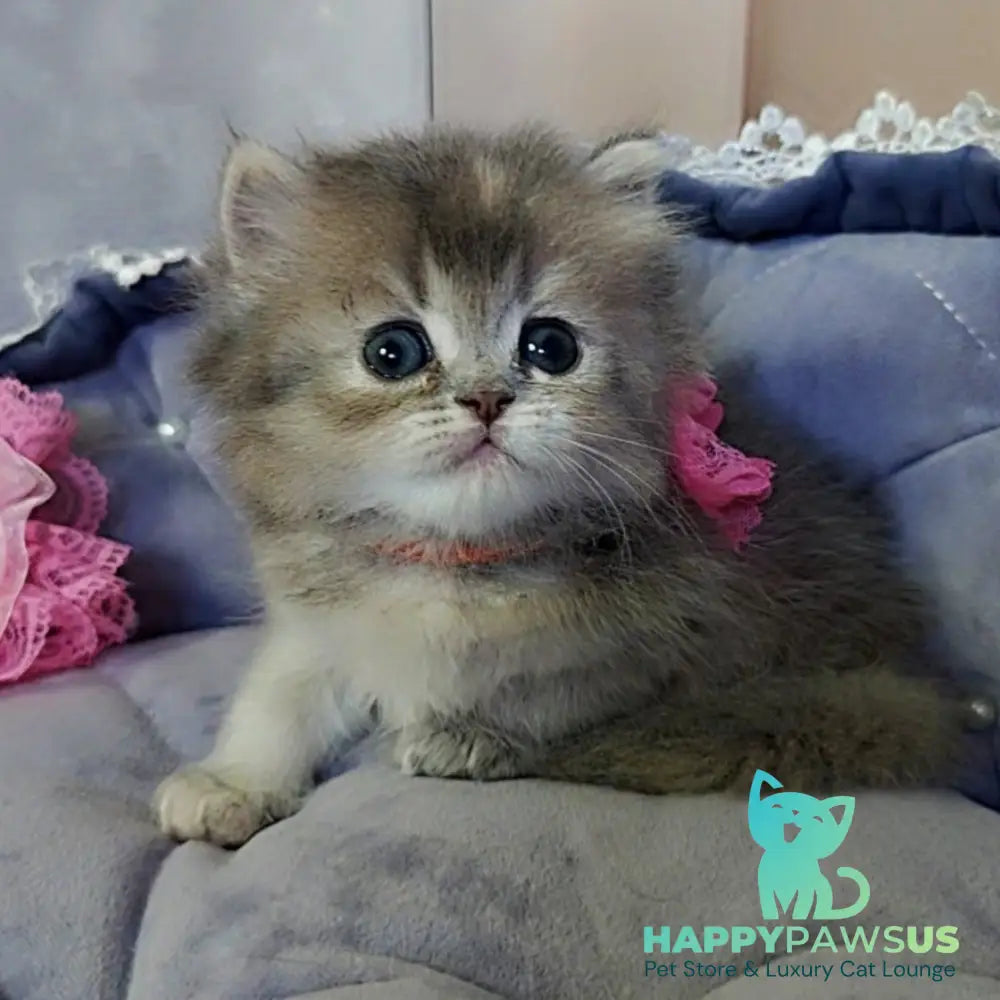 Tina British Longhair female blue tortie - live animals
