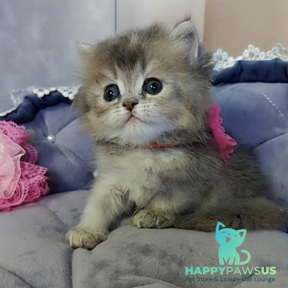Tina British Longhair female blue tortie - live animals