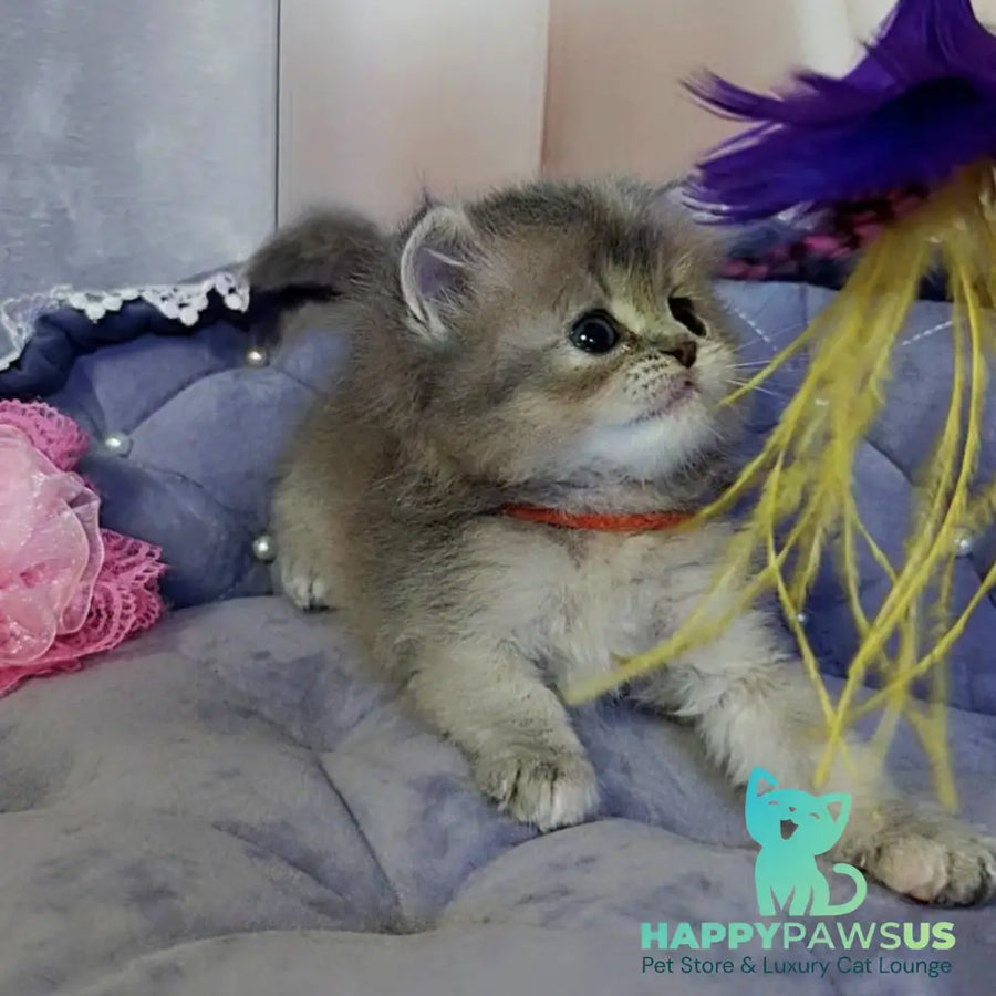 Tina British Longhair female blue tortie - live animals