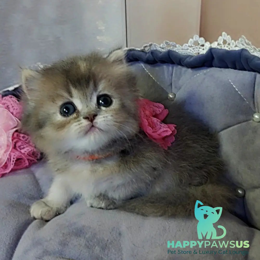 Tina British Longhair female blue tortie - live animals