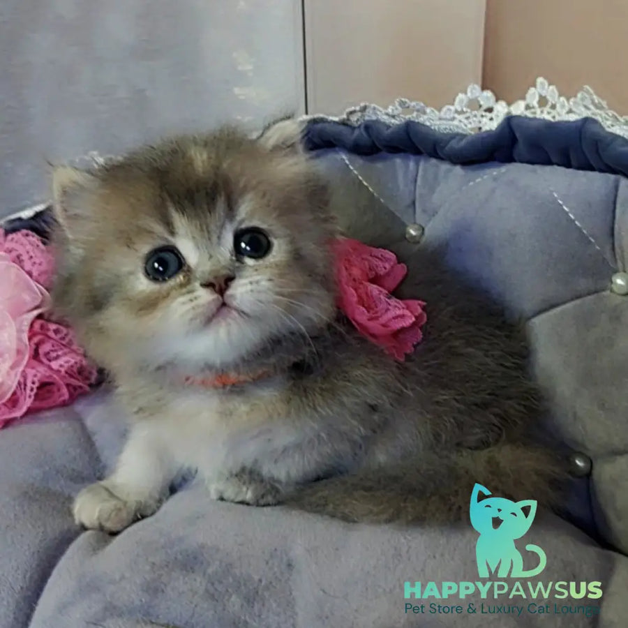 Tina British Longhair female blue tortie - live animals