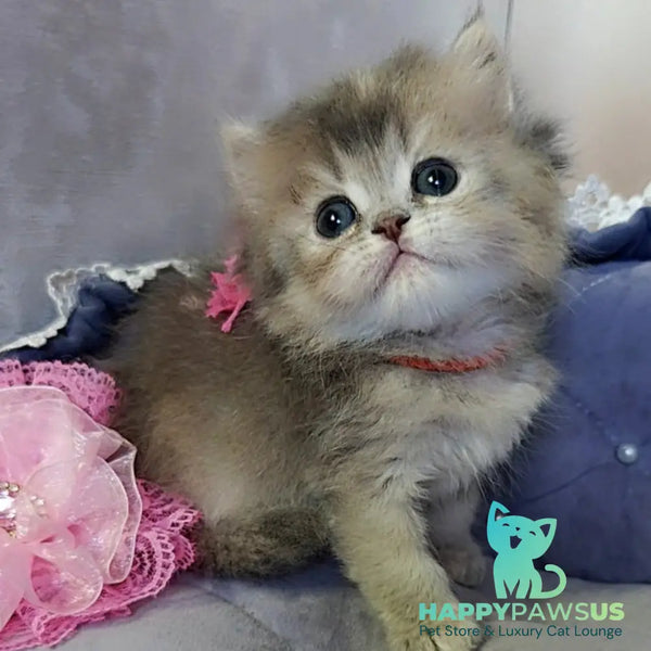 Tina British Longhair female blue tortie - live animals