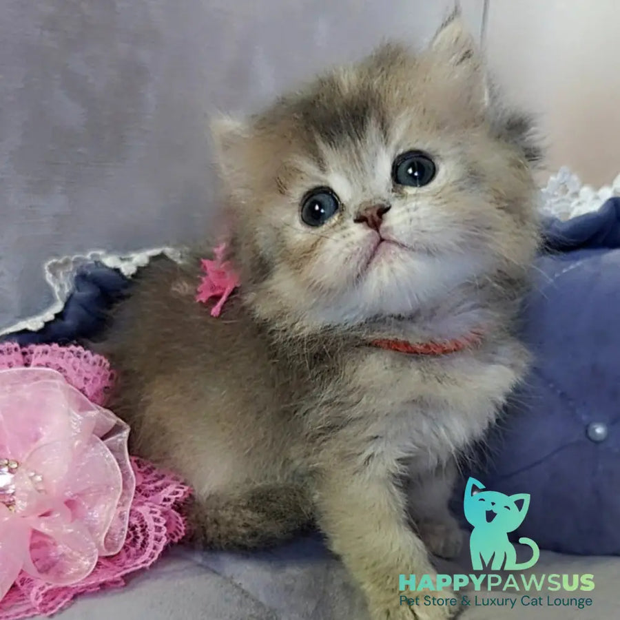 Tina British Longhair female blue tortie - live animals
