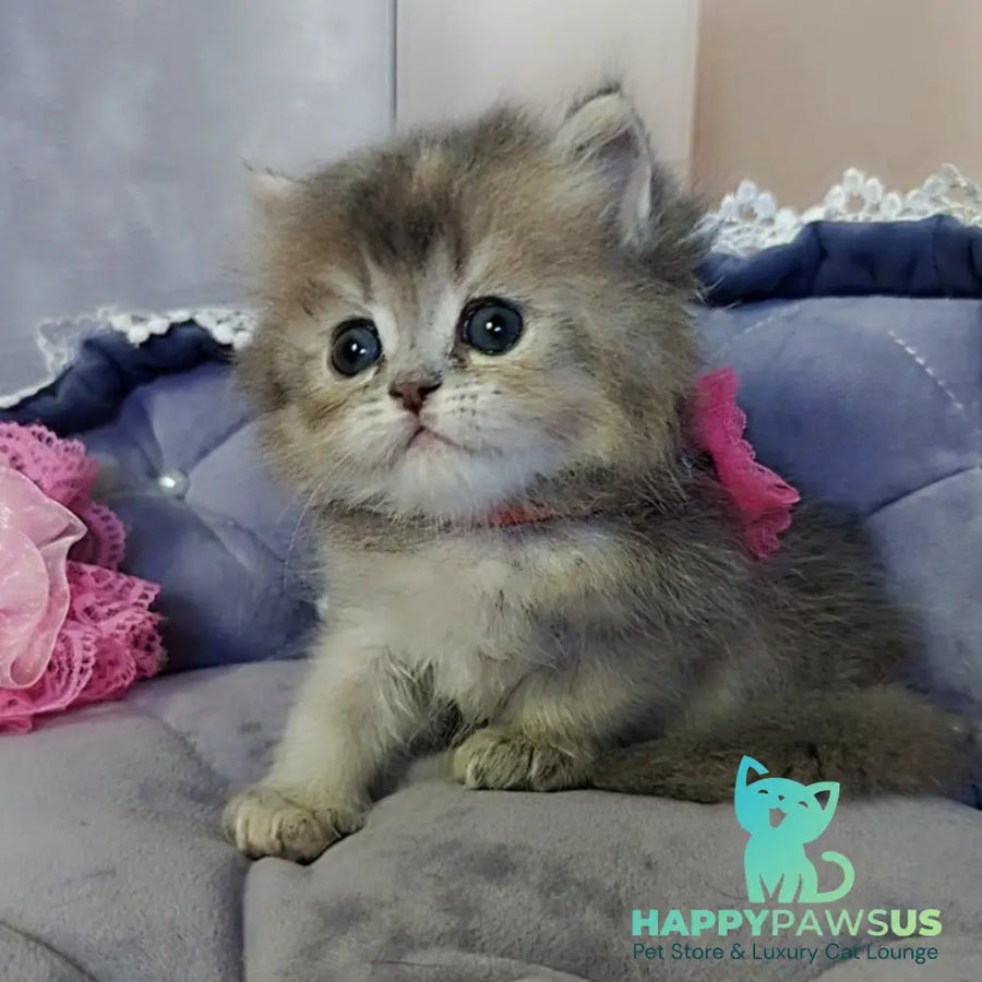 Tina British Longhair female blue tortie - live animals