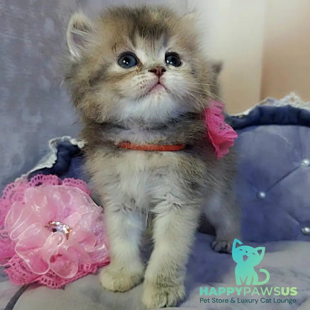 Tina British Longhair female blue tortie - live animals