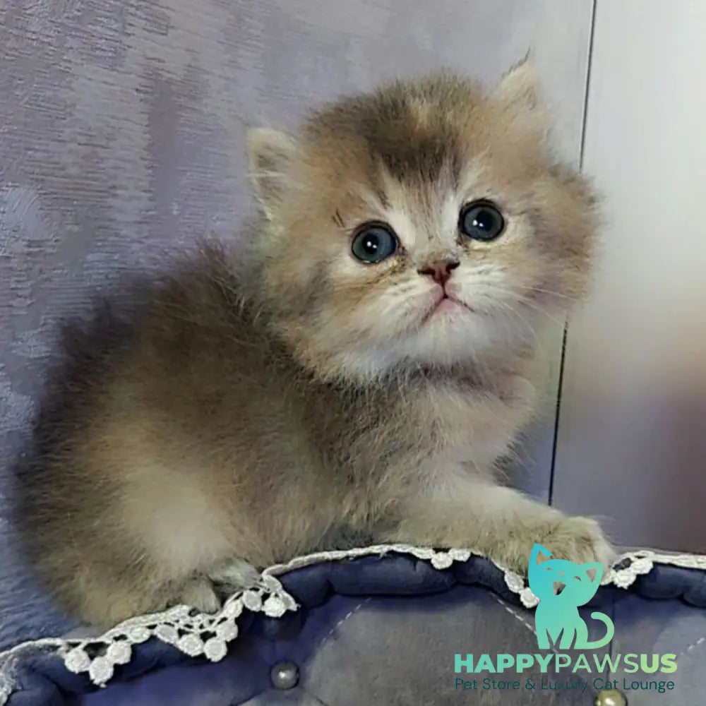 Tina British Longhair female blue tortie - live animals