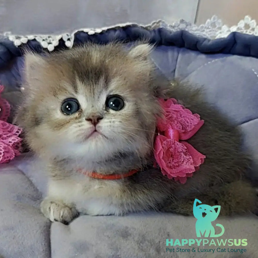 Tina British Longhair female blue tortie - live animals