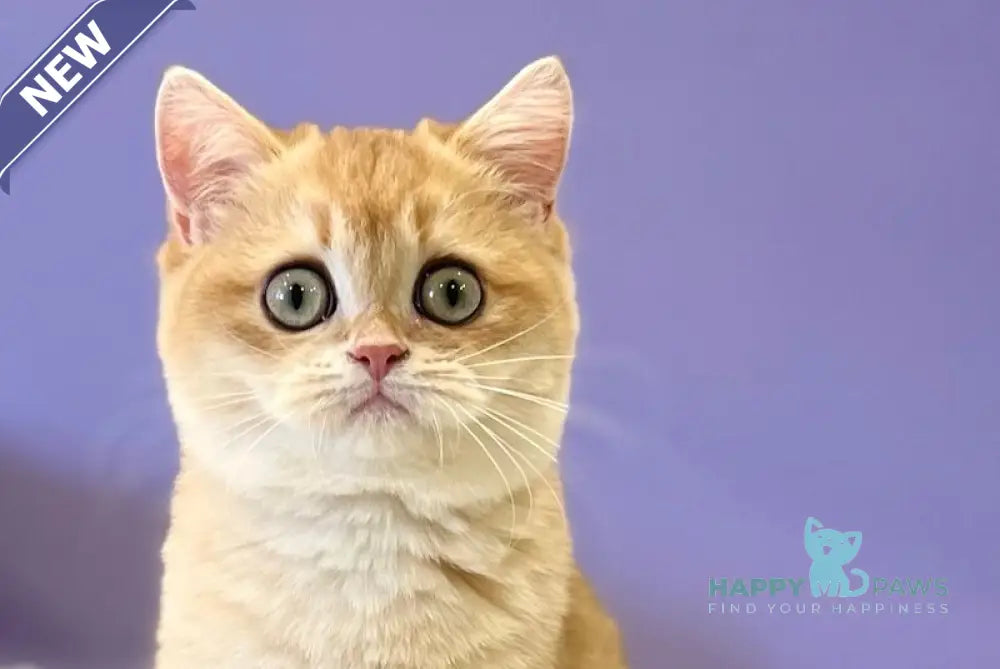 Tina British Shorthair female black golden chinchilla live animals