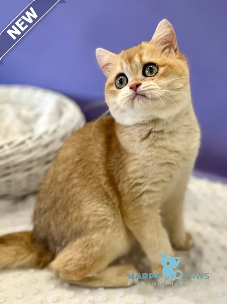 Tina British Shorthair female black golden chinchilla live animals