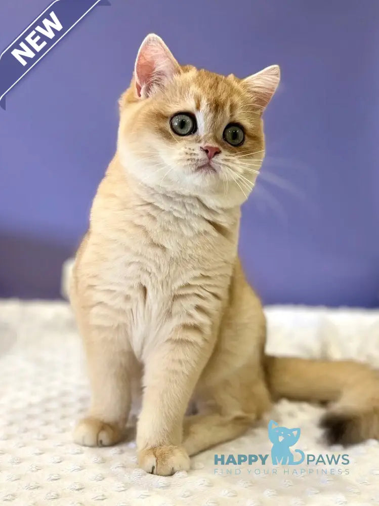 Tina British Shorthair female black golden chinchilla live animals