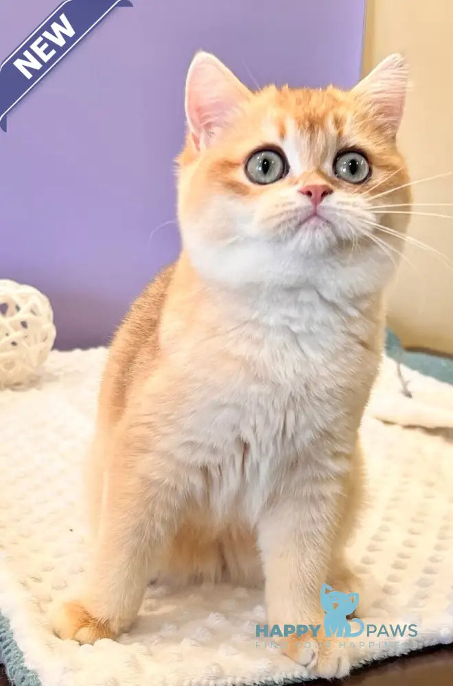 Tina British Shorthair female black golden chinchilla live animals