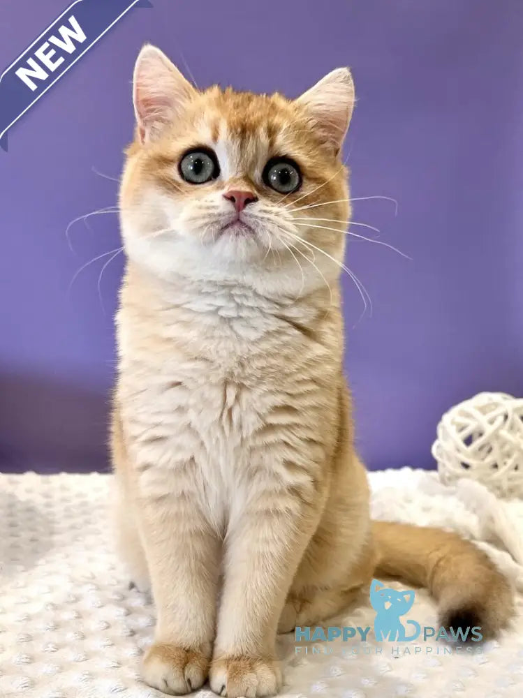 Tina British Shorthair female black golden chinchilla live animals