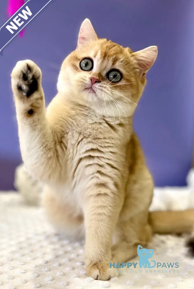 Tina British Shorthair female black golden chinchilla live animals