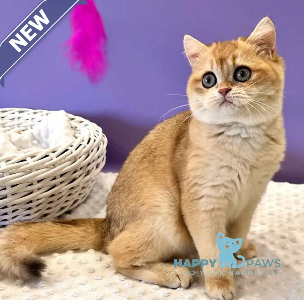 Tina British Shorthair female black golden chinchilla live animals