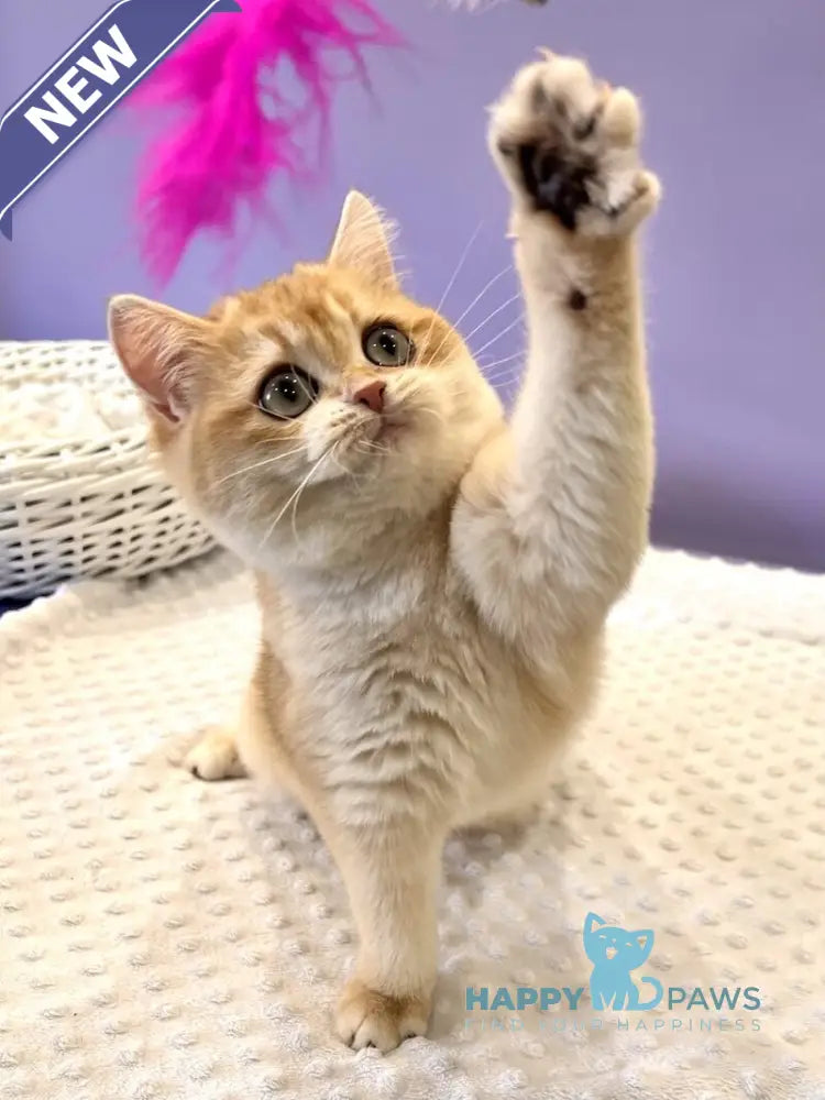 Tina British Shorthair female black golden chinchilla live animals