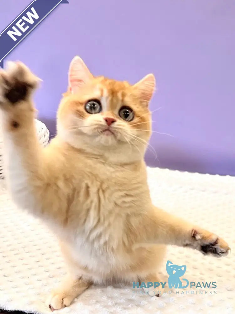 Tina British Shorthair female black golden chinchilla live animals