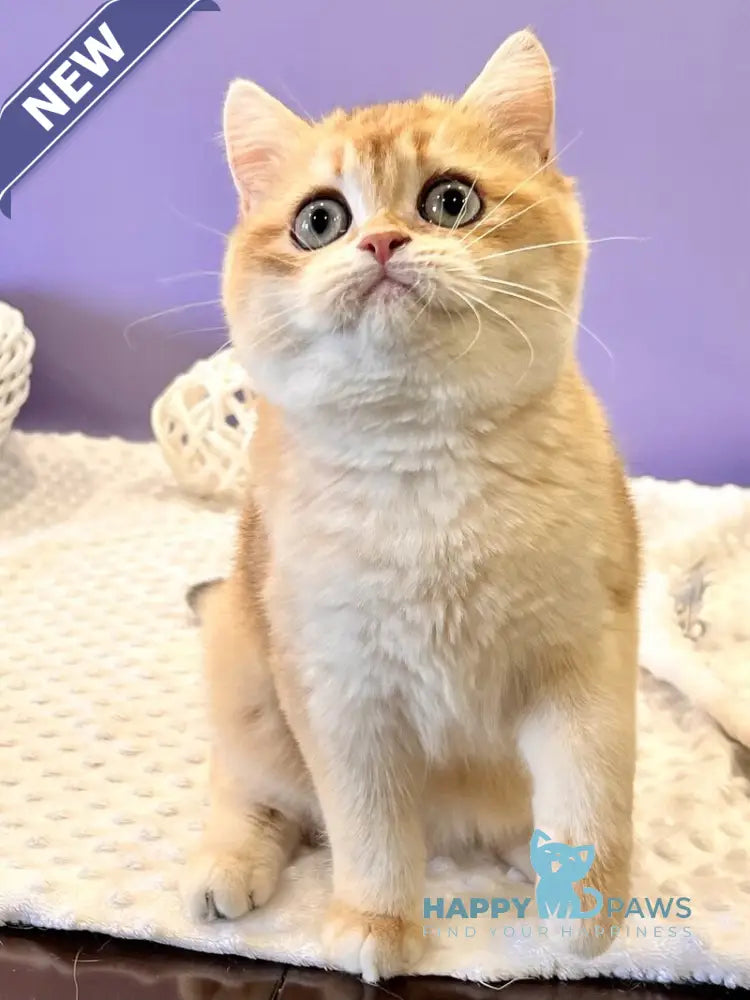 Tina British Shorthair female black golden chinchilla live animals