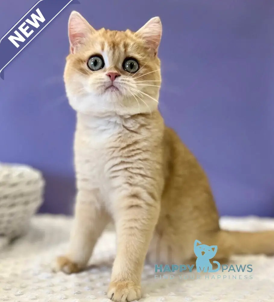 Tina British Shorthair female black golden chinchilla live animals