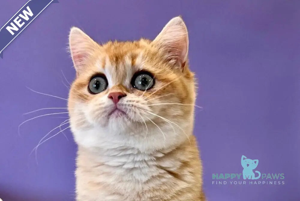 Tina British Shorthair female black golden chinchilla live animals