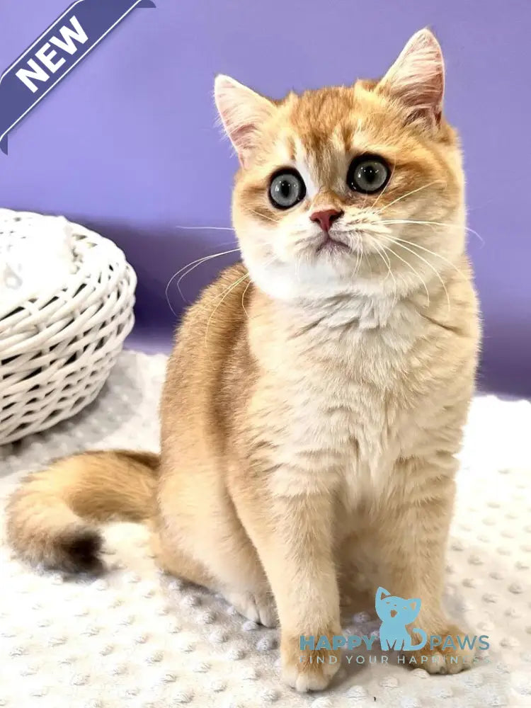 Tina British Shorthair female black golden chinchilla live animals