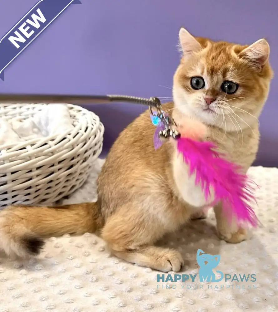 Tina British Shorthair female black golden chinchilla live animals