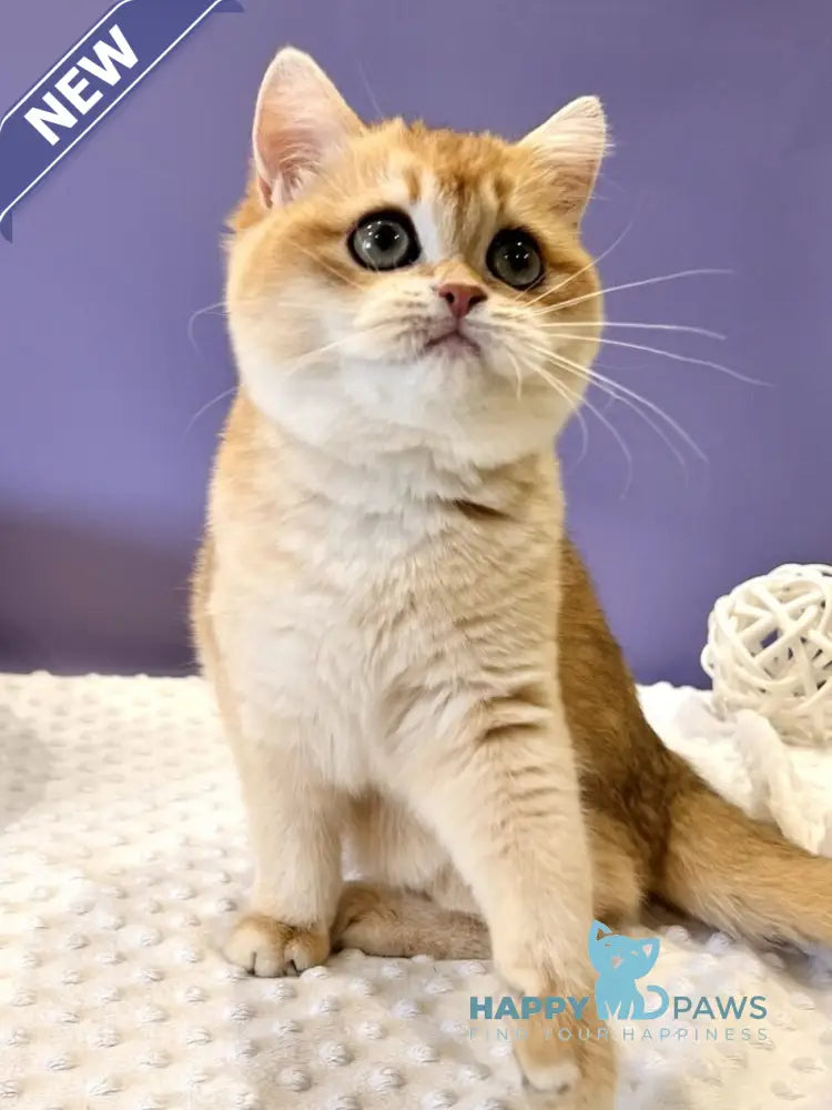 Tina British Shorthair female black golden chinchilla live animals