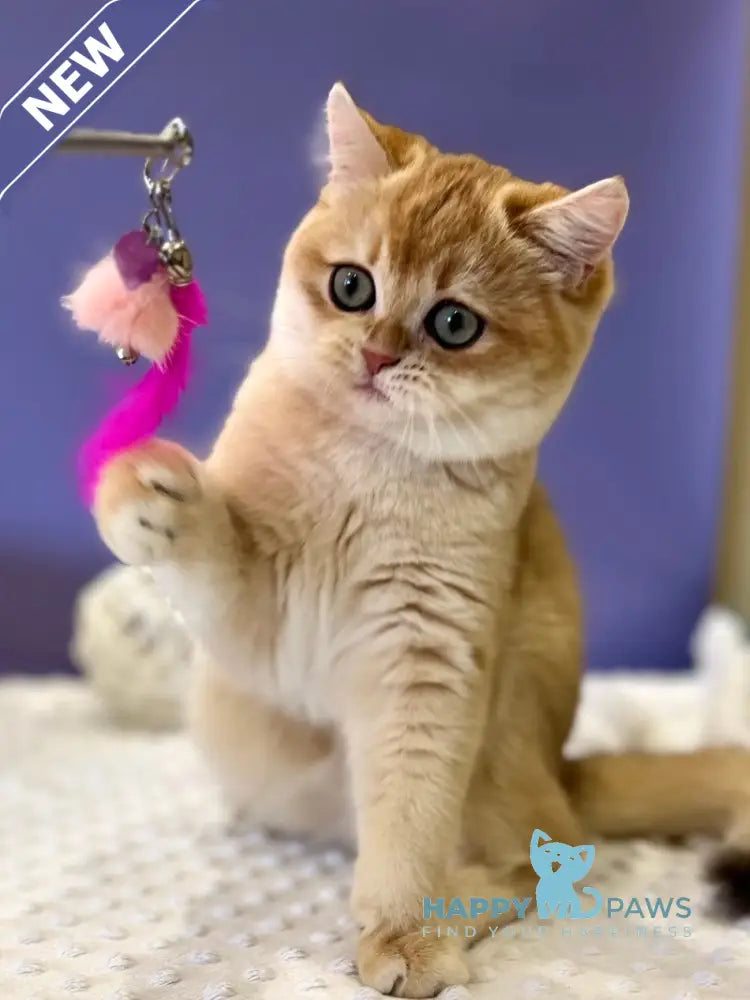 Tina British Shorthair female black golden chinchilla live animals