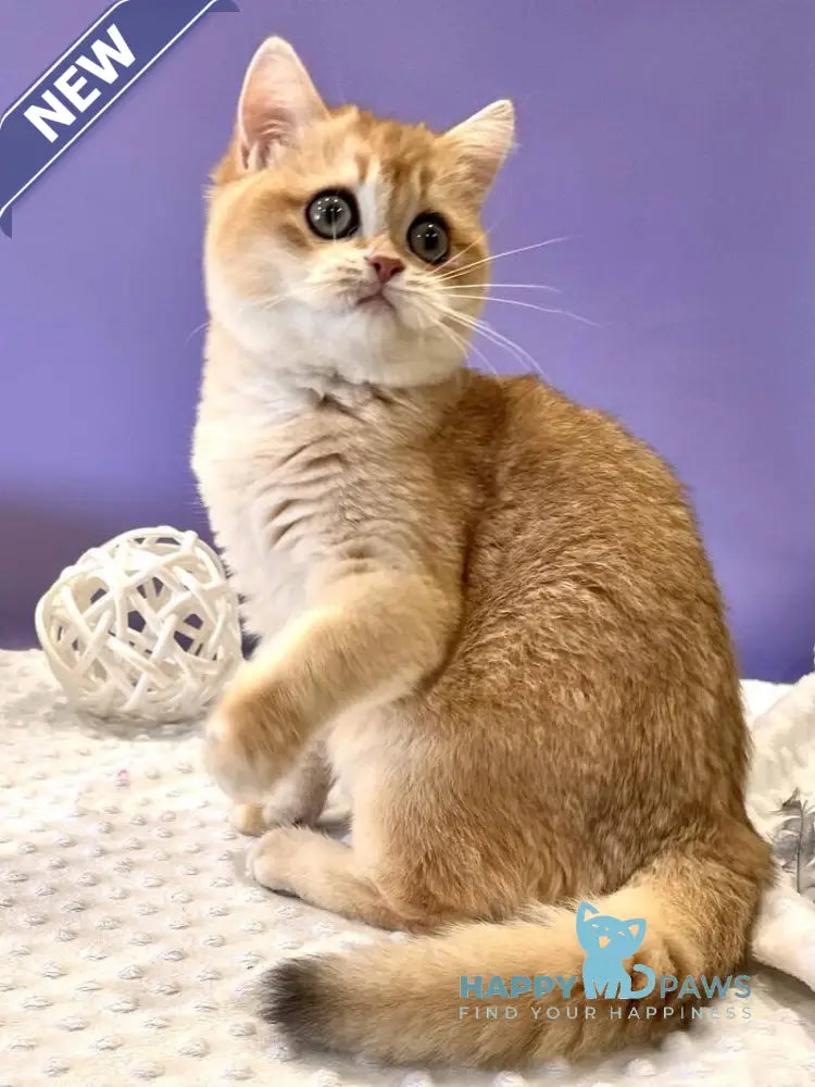 Tina British Shorthair female black golden chinchilla live animals