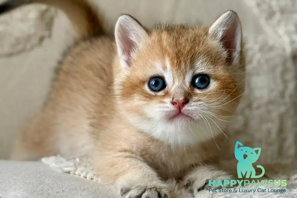Tina British Shorthair female black golden shaded - live animals