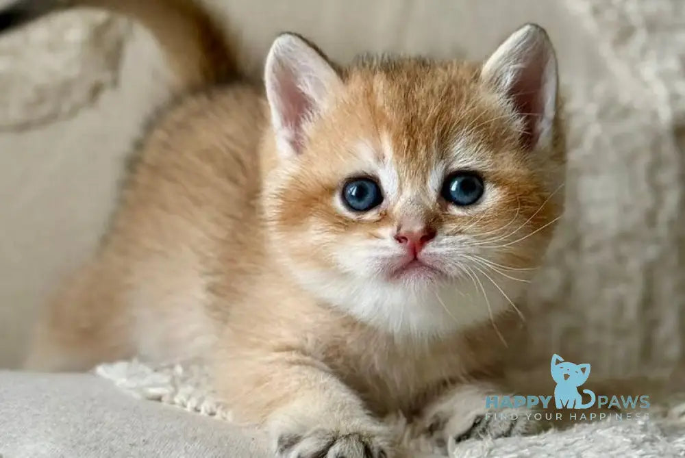 Tina British Shorthair female black golden shaded - live animals