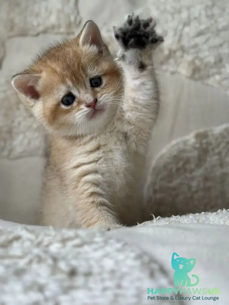 Tina British Shorthair female black golden shaded - live animals