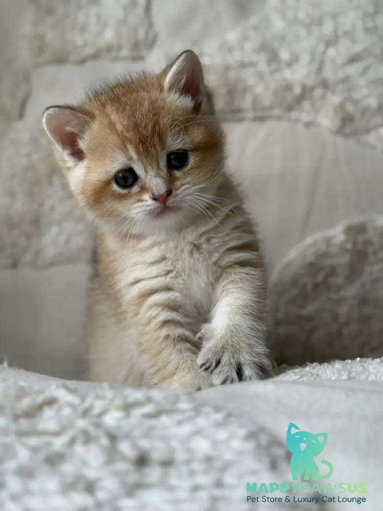 Tina British Shorthair female black golden shaded - live animals