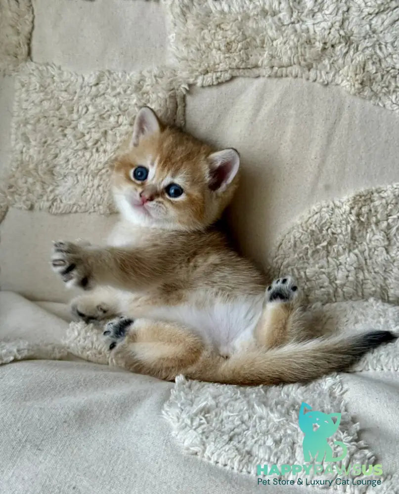 Tina British Shorthair female black golden shaded - live animals