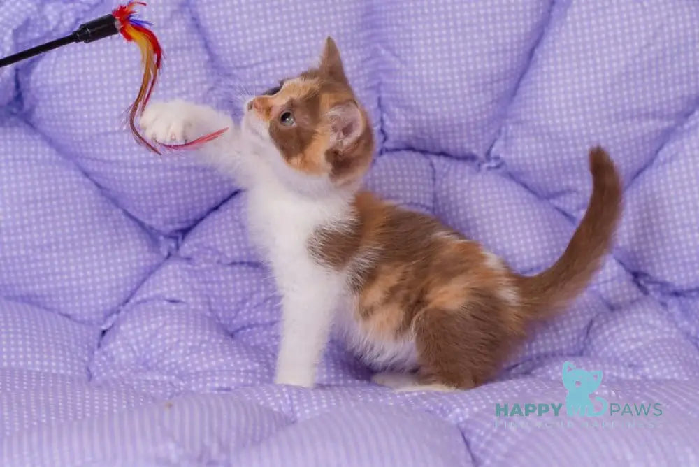 Tina British Shorthair female cinnamon tortie bicolour live animals