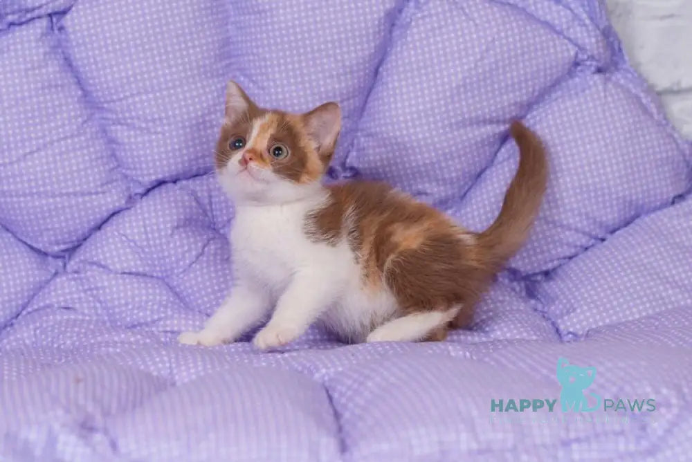 Tina British Shorthair female cinnamon tortie bicolour live animals
