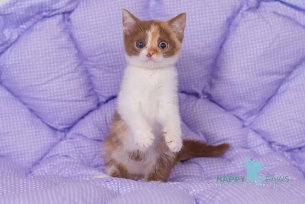 Tina British Shorthair female cinnamon tortie bicolour live animals