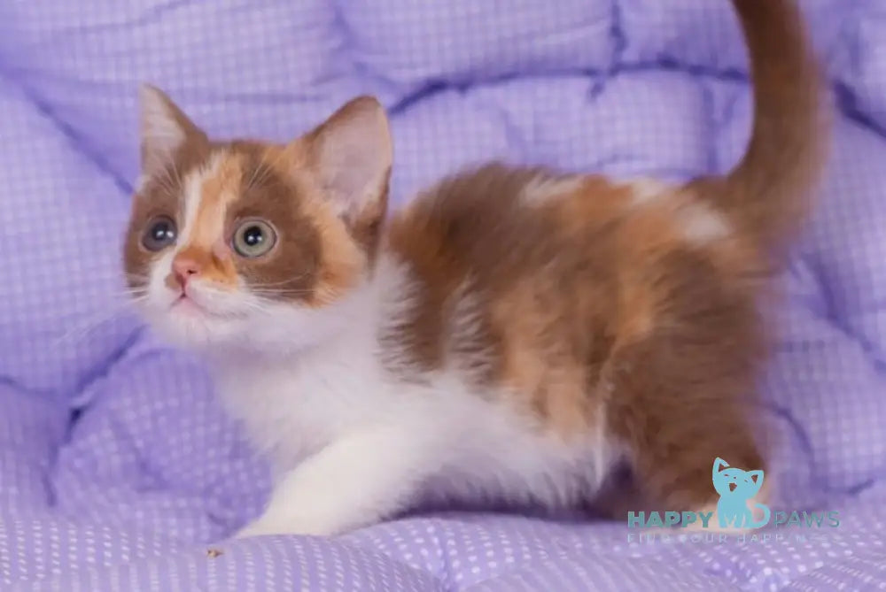 Tina British Shorthair female cinnamon tortie bicolour live animals