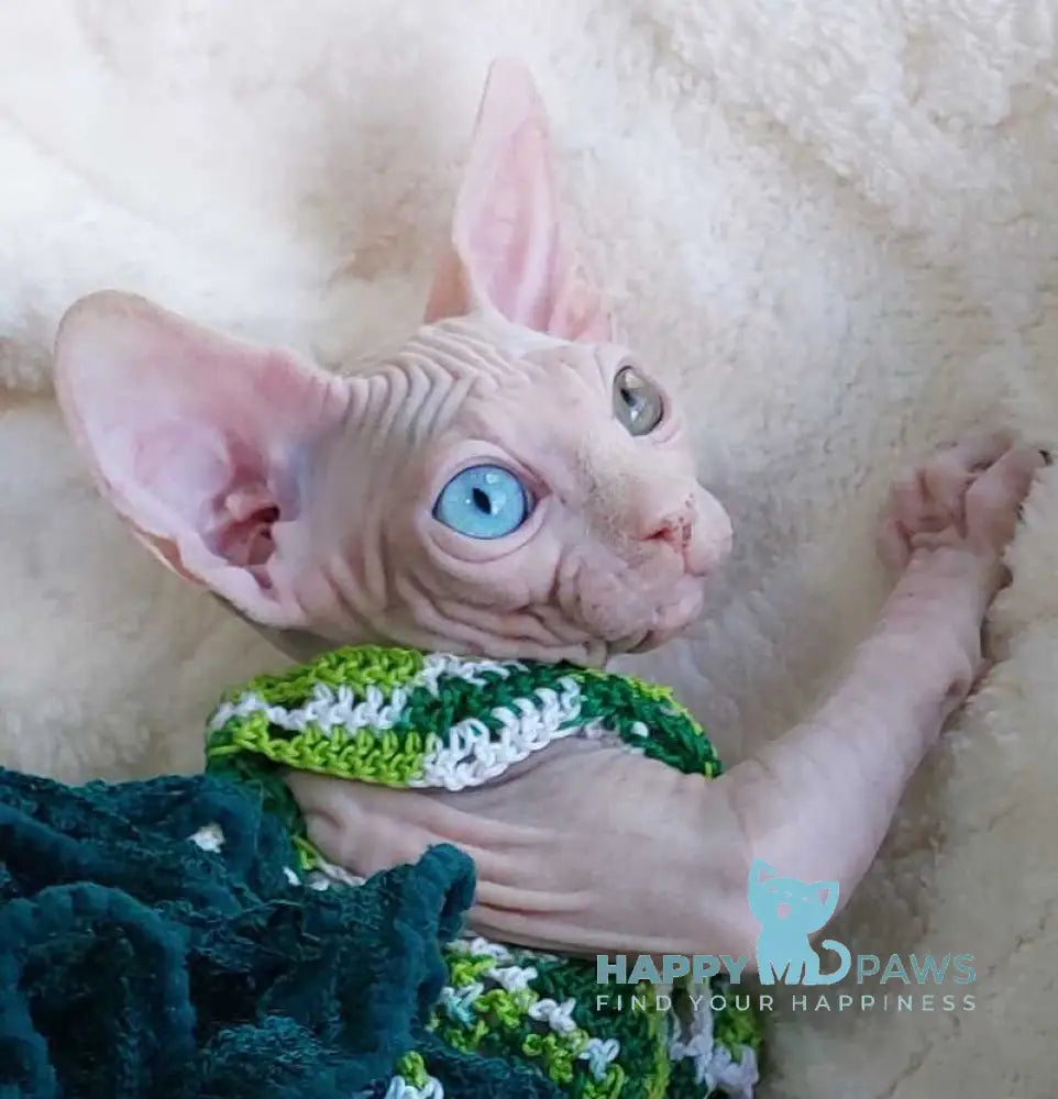 Tina Canadian Sphynx female white live animals