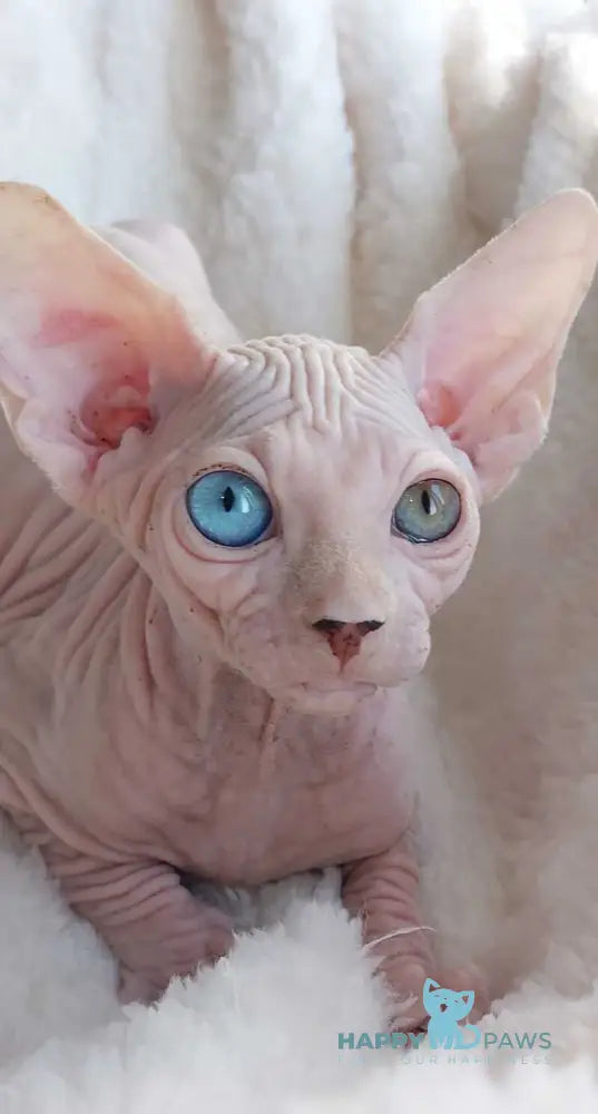 Tina Canadian Sphynx female white live animals