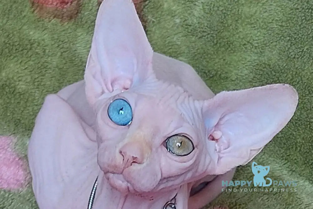 Tina Canadian Sphynx female white live animals