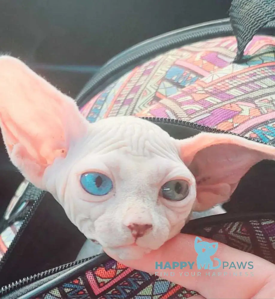 Tina Canadian Sphynx female white live animals