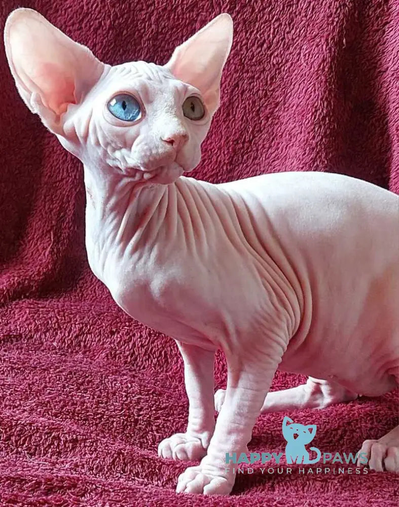 Tina Canadian Sphynx female white live animals